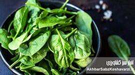 اسفناج بخوریم یا نه؟ هشدار مهم درباره جذب منیزیم