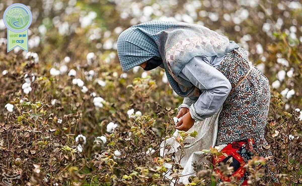 کشت پنبه دیگر مقرون به‌صرفه نیست

