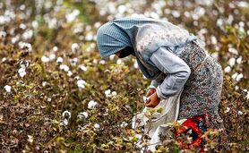 کشت پنبه دیگر مقرون به‌صرفه نیست

