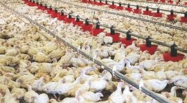 مدیریت تنش گرمایی در مرغداری‌ها: کاهش خسارات اقتصادی