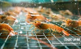 نگاهی نو به نقش میگو در سفره ایرانی و توسعه پایدار صنعت پرورش آبزیان