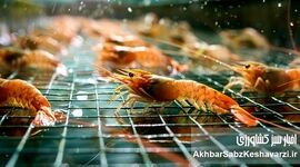نگاهی نو به نقش میگو در سفره ایرانی و توسعه پایدار صنعت پرورش آبزیان