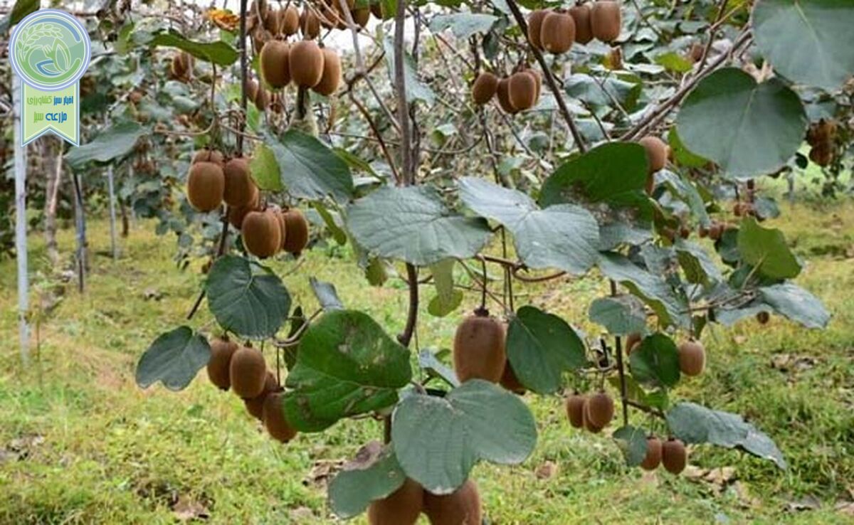 نسل سوم شپشک‌ها در کمین باغات کیوی

