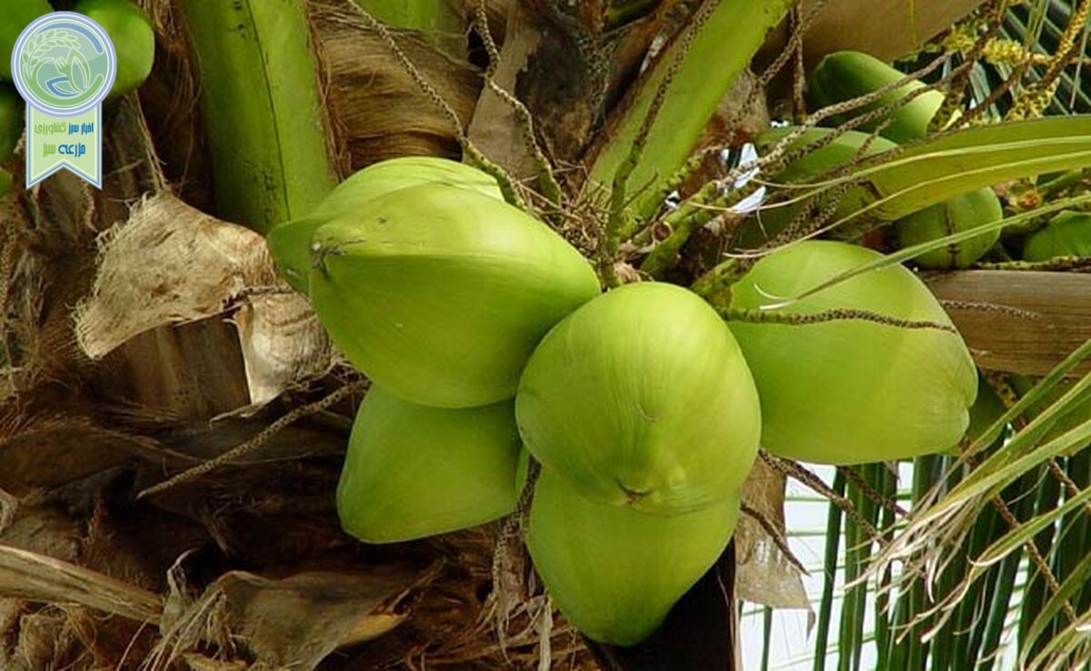 نوسازی باغات در سطح ۶۵ هزار هکتار

