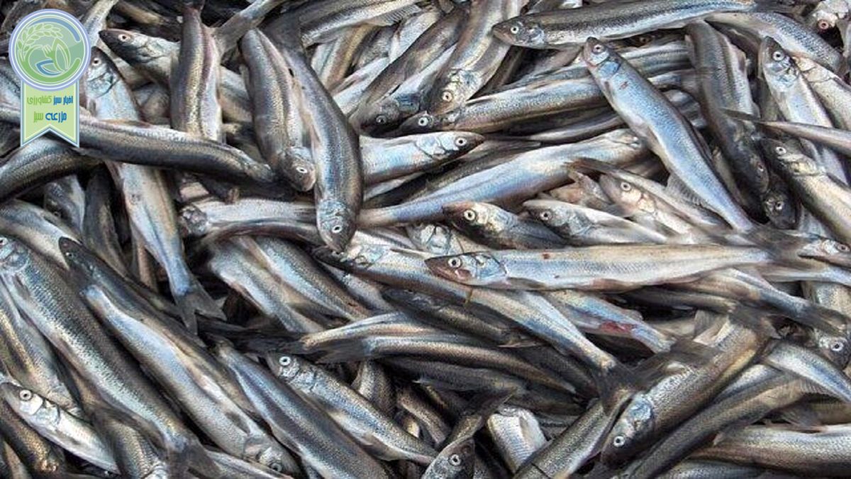 رشد ۱۲ درصدی صید کیلکا ماهیان دریای خزر

