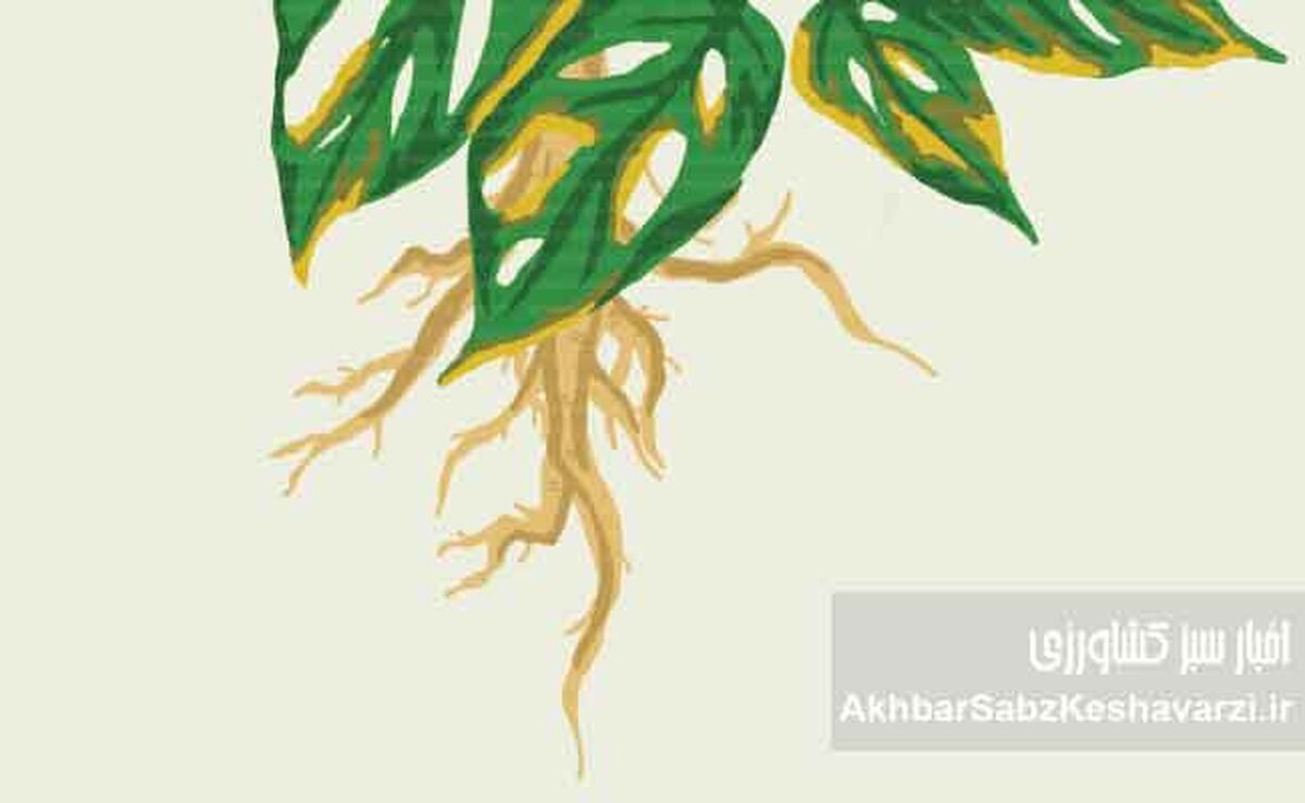 جلوگیری از پوسیدگی ریشه گیاهان گلدانی