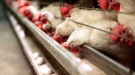 چراغ سبز برای صادرات پولت؛ محدودیت‌ها از روی جوجه‌های تخم‌گذار برداشته شد


