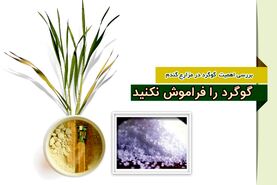 با علائم ظهور کمبود گوگرد در گندم آشنا شوید


