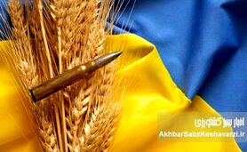 غارت گندم اوکراین: تصاحب محصول کشاورزان توسط اشغالگران روس