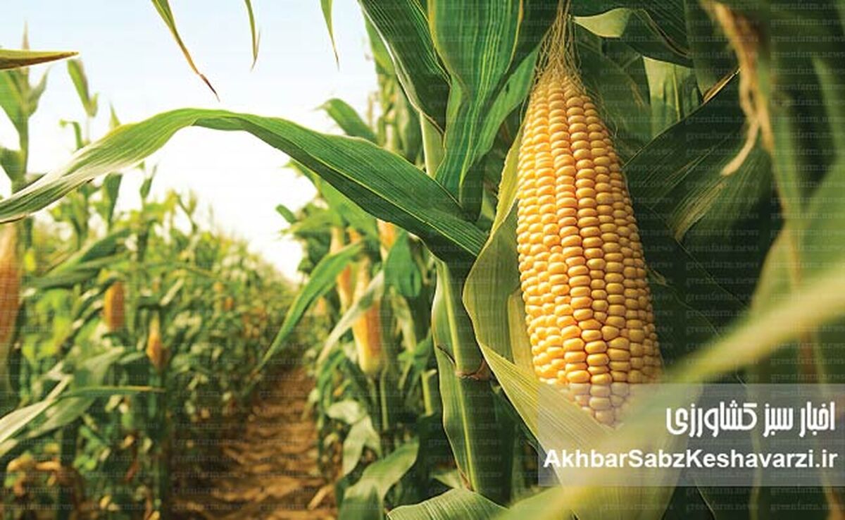 کاهش ضایعات برداشت ذرت: راهکارهایی برای افزایش بهره‌وری