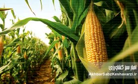 کاهش ضایعات برداشت ذرت: راهکارهایی برای افزایش بهره‌وری