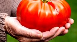 تولید گوجه فرنگی بزرگتر و پربارتر با پوست موز