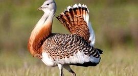 پرنده افسانه‌ای و خجالتی ایران را نجات دهید

