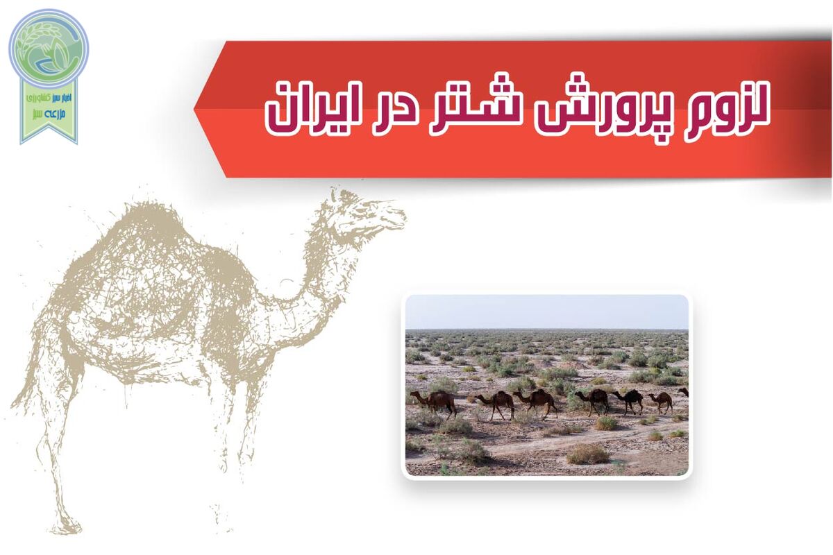 لزوم پرورش شتر در ایران


