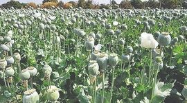 ابعاد حقوقی و اجرایی ممنوعیت کشت خشخاش و چالش نظارت بر اراضی کشاورزی