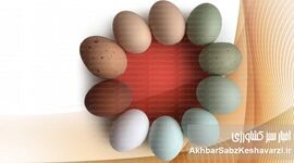 چرا تخم‌مرغ‌ها رنگارنگند؟ راز رنگ‌های مختلف پوسته تخم‌مرغ فاش شد!