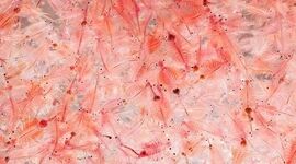 نابودی چهار تن تخم آرتمیا به خاطر نبود بودجه

