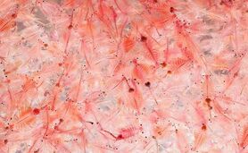 نابودی چهار تن تخم آرتمیا به خاطر نبود بودجه

