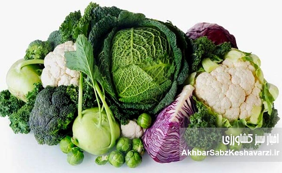 چربی شکمی با این سبزیجات معجزه‌آسا آب می‌شود | راهنمای جامع تغذیه