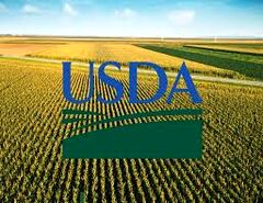 وزیر جدید USDA: کشاورزان می توانند 31 میلیارد دلار کمک دریافت کنند