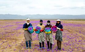 ابتلای زعفران ایرانی به بیماری پسته و فرش

