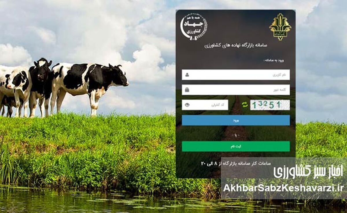 سامانه بازارگاه عرضه‌کننده ذرت ندارد، دام‌ها گرسنه‌اند؛ کشور در آستانه بحران