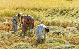 68 درصد اهداف طرح جهش تولید در دیمزارها محقق شد

