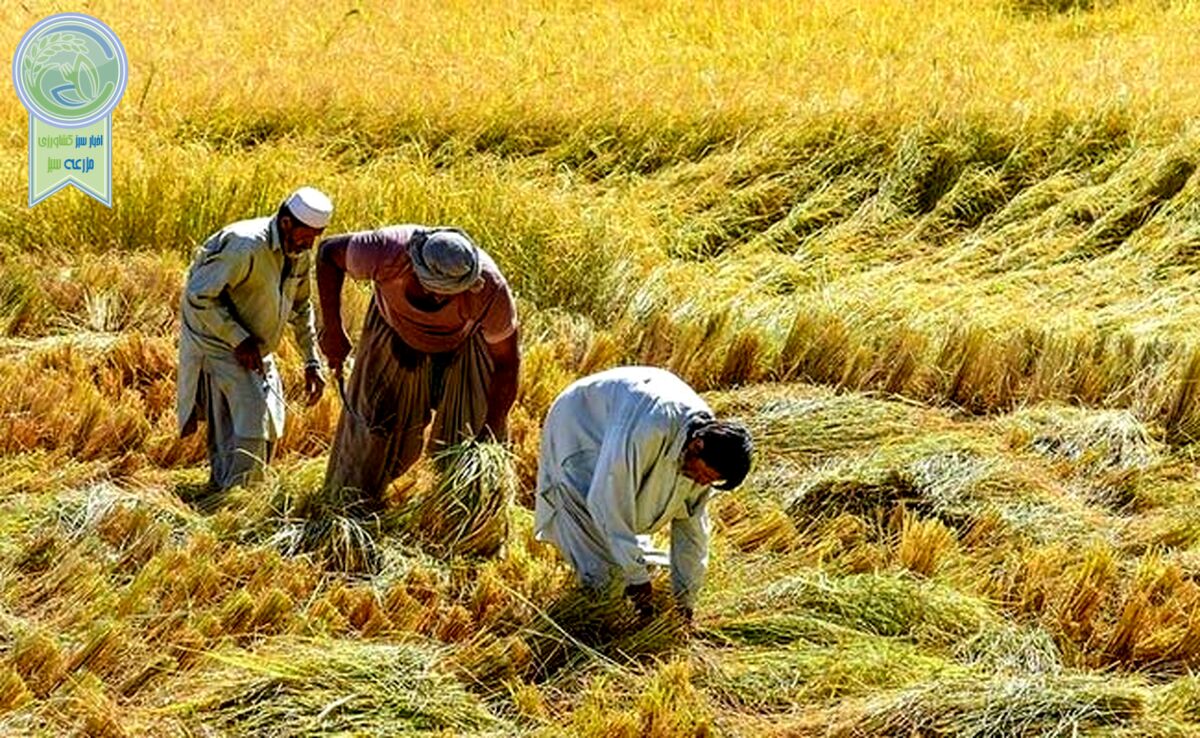 68 درصد اهداف طرح جهش تولید در دیمزارها محقق شد

