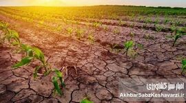 گیاهان مقاوم به خشکی در کشاورزی پایدار