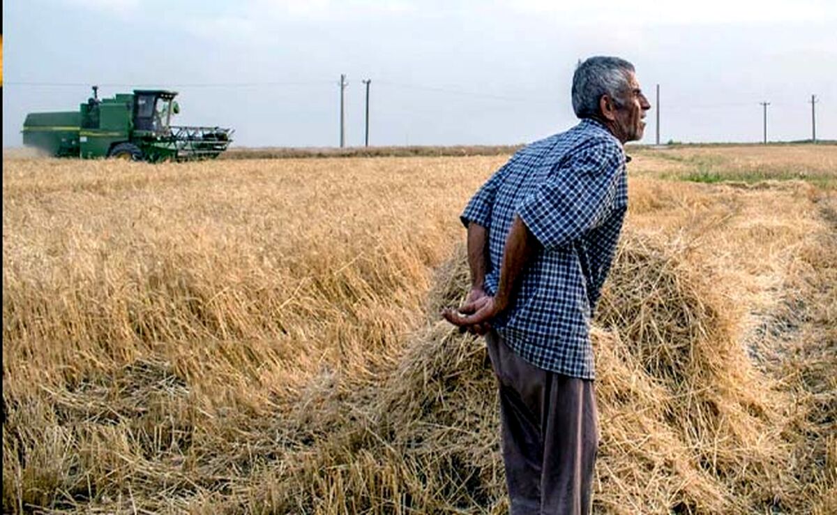 جنگ بر سر قیمت 22 هزار تومانی گندم

