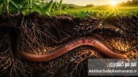 آیا آینده زمین به حیوانی با ۵ قلب بستگی دارد؟