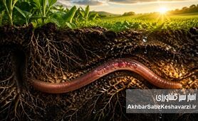 آیا آینده زمین به حیوانی با ۵ قلب بستگی دارد؟