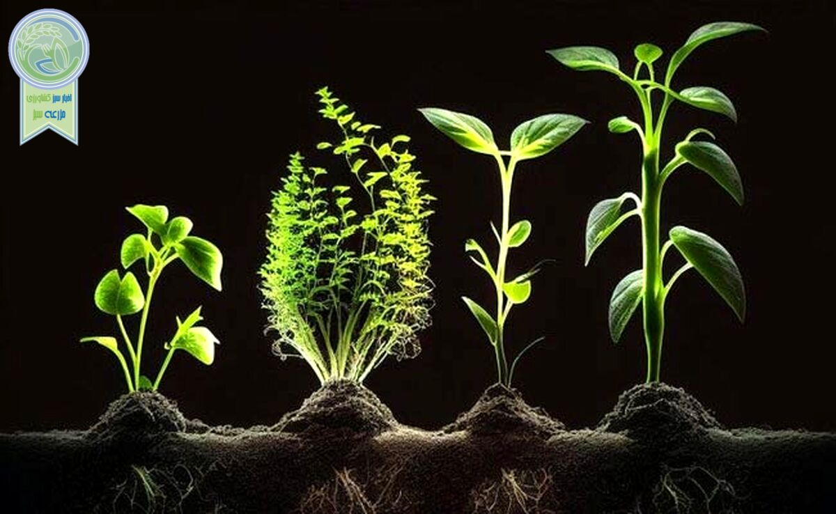 هورمون های گیاهی چیست و انواع آن کدامند؟+کلیپ

