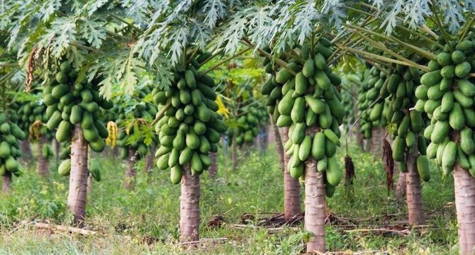 توسعه کشت میوه‌های استوایی در گلخانه‌های شمال کشور