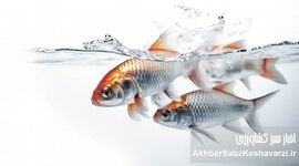 سورتینگ ماهی؛ راز رشد یکنواخت و کاهش تلفات در پرورش ماهی