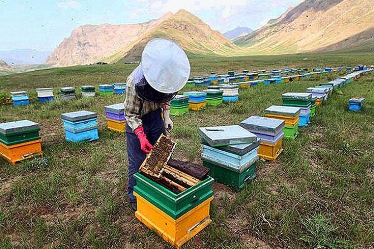 مرگ خاموش در کندوها؛ آفت‌کش‌های کشاورزی چگونه امنیت غذایی را تهدید می‌کنند؟