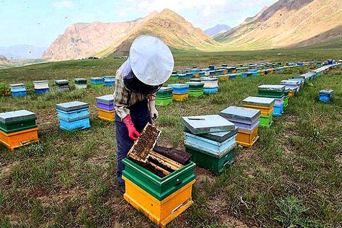 مرگ خاموش در کندوها؛ آفت‌کش‌های کشاورزی چگونه امنیت غذایی را تهدید می‌کنند؟