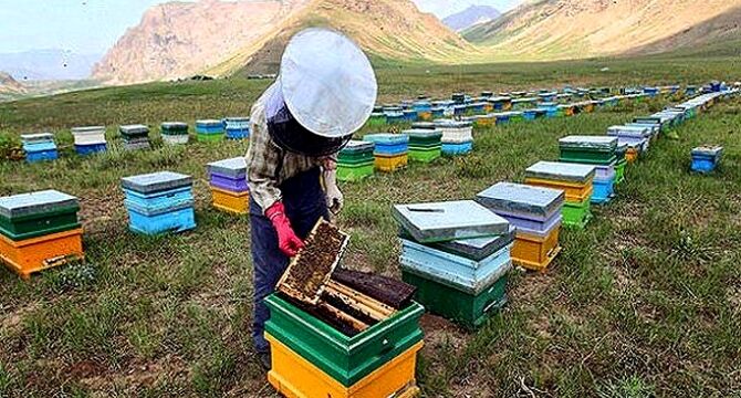 چند توصیه مهم برای مدیریت بهداشتی کلنی‌های زنبورعسل