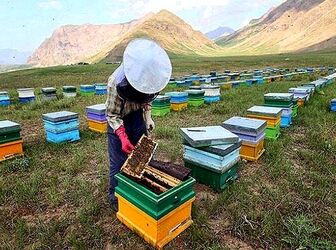 مرگ خاموش در کندوها؛ آفت‌کش‌های کشاورزی چگونه امنیت غذایی را تهدید می‌کنند؟