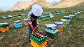 راهکارهای علمی و عملی برای افزایش چشمگیر تولید عسل در هر کندو