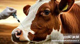 سویه جدید تب برفکی، تهدیدی برای شیر کشور