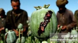 دسترسی آسان شربت تریاک؛ از داروخانه تا ناصرخسرو!
