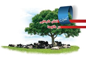 برای کنترل تنش گرمایی در گاوها چه باید کرد؟ 

