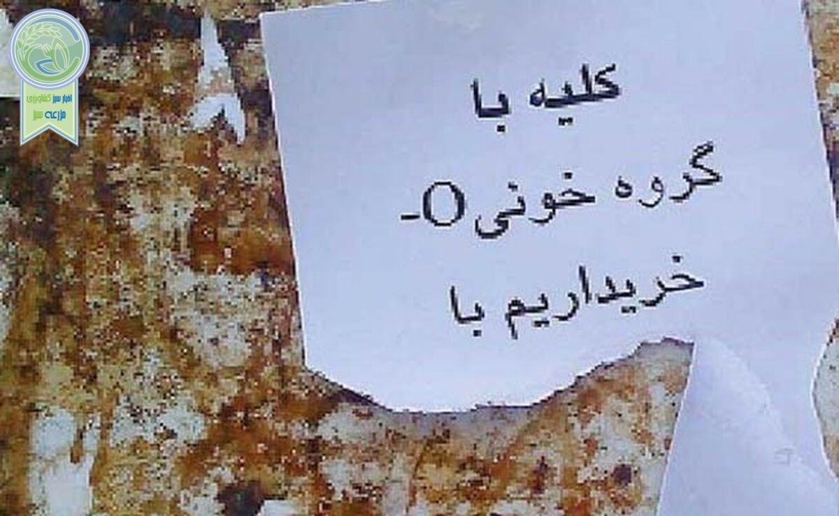 کلیه فروشی برای فرار از فقر!