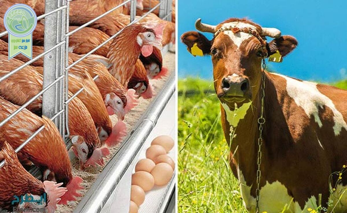قیمت نهاده های دامی و محصولات کشاورزی ۳ خرداد ۱۴۰۳+ جدول

