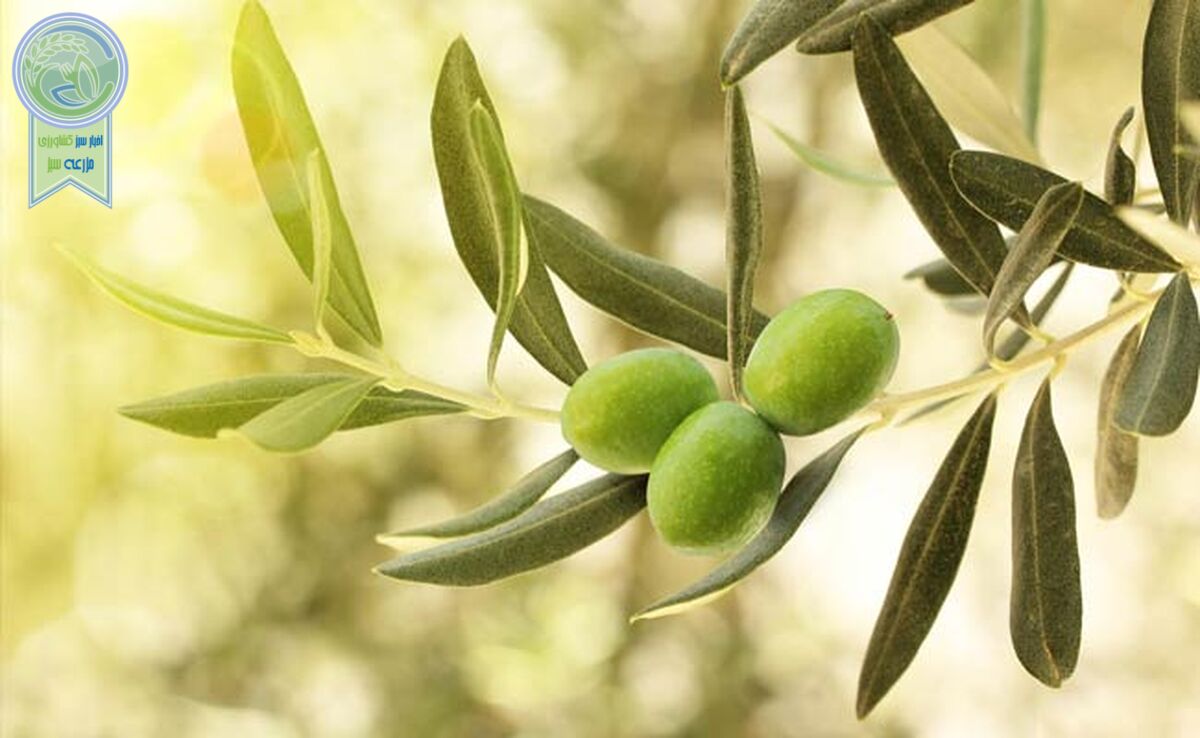 سودآوری و توسعه پایدار با کشت طلای سبز در مزارع ایران+ ویدئو

