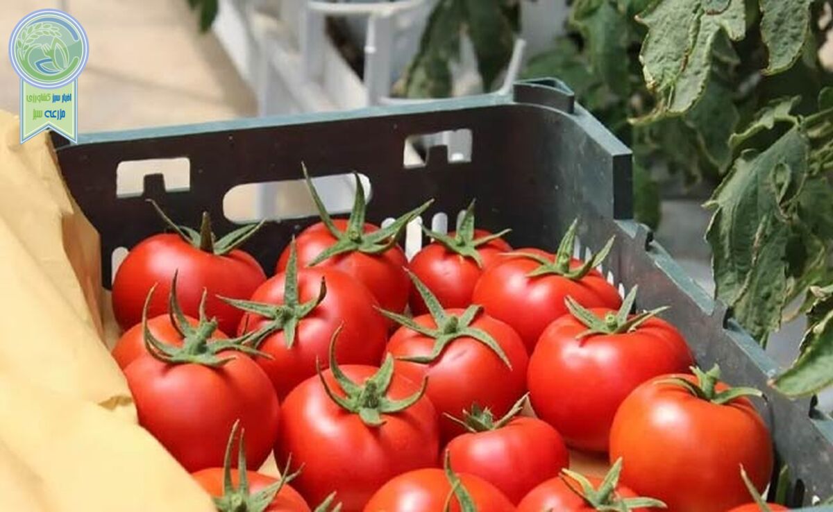 کاهش ۵۰ درصدی قیمت گوجه فرنگی در ۱۰ روز آینده

