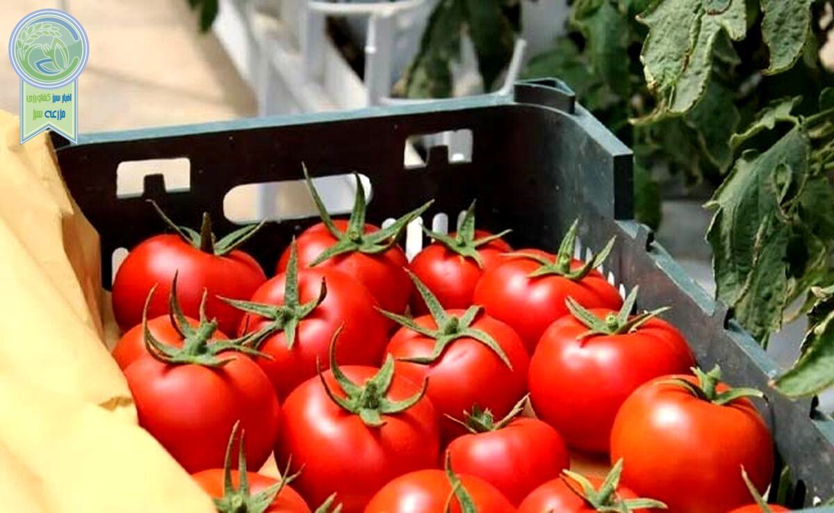 کاهش ۵۰ درصدی قیمت گوجه فرنگی در ۱۰ روز آینده


