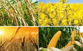 اعلام قیمت خرید تضمینی ۶ کالای اساسی+ ویدئو

