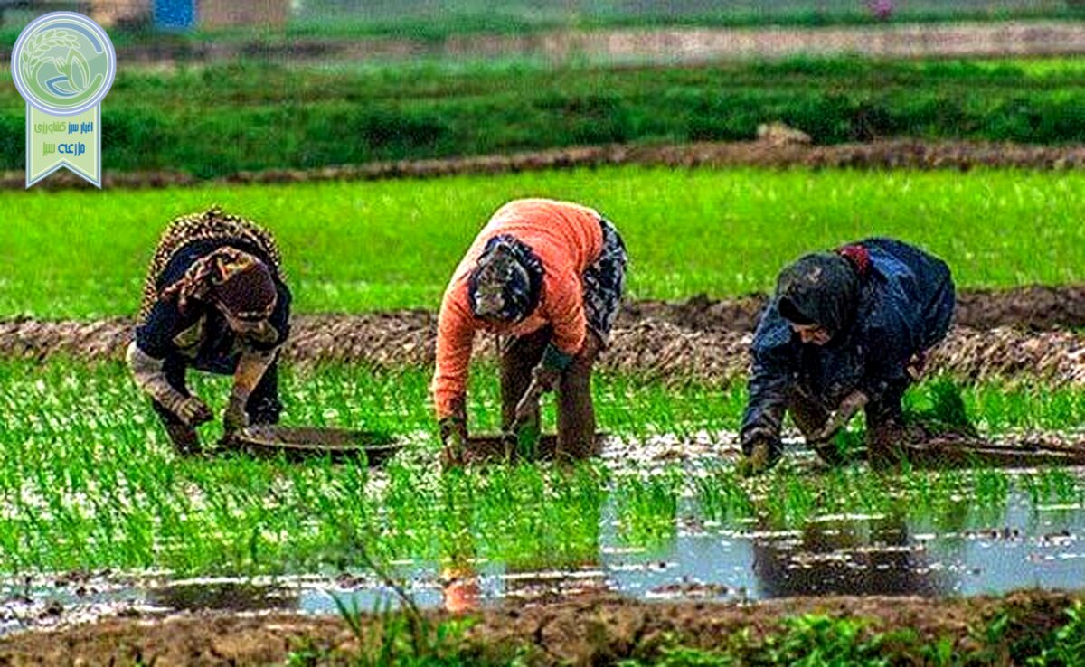 آغاز انجام شخم‌زنی اولیه در ۴۵ درصد اراضی شالیزاری گیلان

